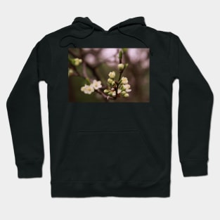 plum tree in full bloom Hoodie